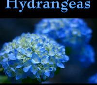 Book Spotlight: Blue Hydrangeas by Marianne Sciucco (+ a Giveaway!)